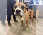 Small Photo #2 Boxer Puppy For Sale in Austin, TX, USA