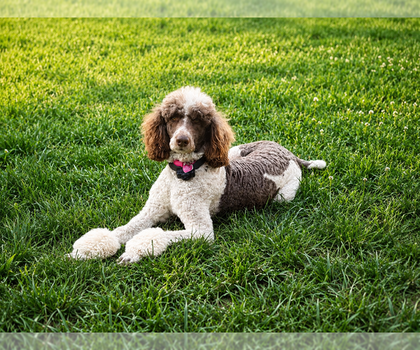 Medium Photo #16 Poodle (Standard) Puppy For Sale in CORYDON, IN, USA
