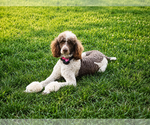 Small #15 Poodle (Standard)