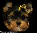 Small Photo #6 Yorkshire Terrier Puppy For Sale in CULLOWHEE, NC, USA