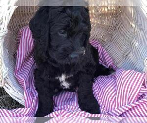 Labradoodle Puppy for sale in REIDSVILLE, NC, USA