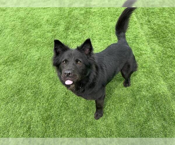 Medium Photo #2 Chow Chow-Unknown Mix Puppy For Sale in Grand Prairie, TX, USA