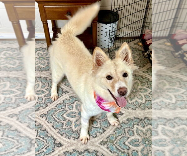 Medium Photo #2 Mutt Puppy For Sale in San Leon, TX, USA