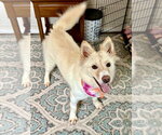 Small #1 Mutt