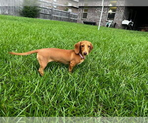 Dachshund Dogs for adoption in Gulfport, MI, USA