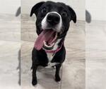 Small #1 Labrador Retriever Mix