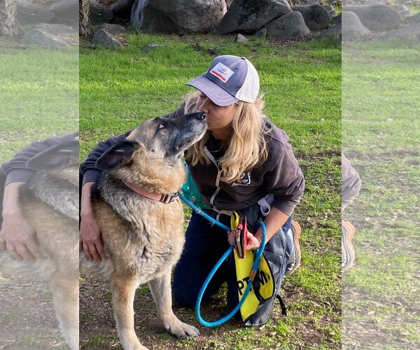 Medium Photo #6 German Shepherd Dog Puppy For Sale in  Ramona, CA, USA