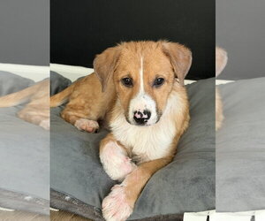 Puppy Teddy - Male Mutt Dog for Adoption - Photo #5