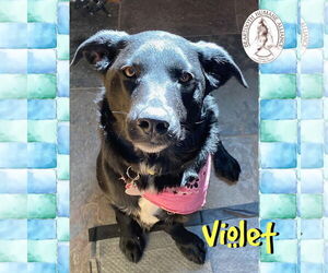 Border Collie-Unknown Mix Dogs for adoption in Red Lodge, MT, USA
