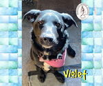 Small Border Collie Mix