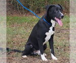 Small #5 Labrador Retriever Mix