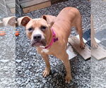 Small #2 Bullboxer Pit