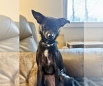 Small #5 Chihuahua Mix