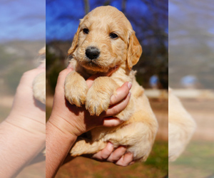 English Cream Golden Retriever-Poodle (Standard) Mix Puppy for sale in INMAN, SC, USA