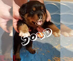Small Photo #2 Rottweiler Puppy For Sale in LYONS, OR, USA