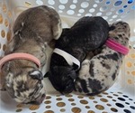 Small Photo #31 Daniff-Neapolitan Mastiff Mix Puppy For Sale in MONTEVIEW, ID, USA