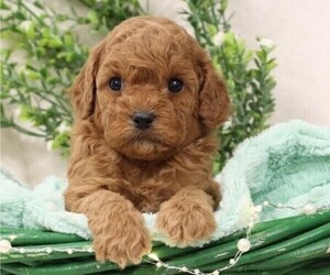 Cavapoo Puppy for Sale in JONES, Michigan USA