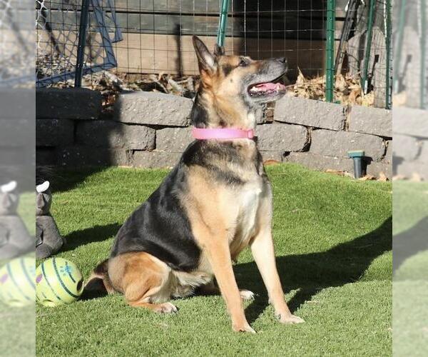 Medium Photo #4 Mutt Puppy For Sale in San Diego, CA, USA