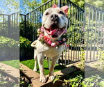 Small Photo #11 American Bulldog-Unknown Mix Puppy For Sale in Redlands, CA, USA