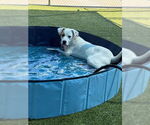 Small #2 Retriever  Mix