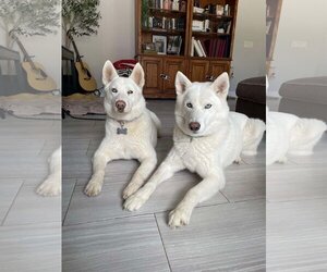 Siberian Husky Dogs for adoption in Escondido, CA, USA