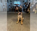 Small #3 Mutt