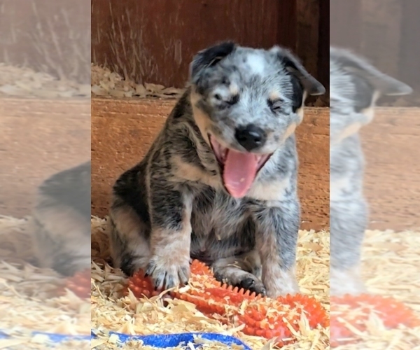Medium Photo #5 Australian Cattle Dog Puppy For Sale in CURRAN, MI, USA
