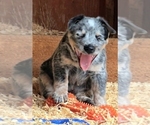 Small #4 Australian Cattle Dog