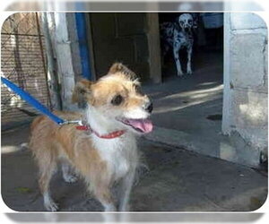 Lupa - Female Chihuahua-Unknown Mix Dog for Adoption - Photo #2