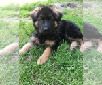 Small Photo #8 German Shepherd Dog Puppy For Sale in MIDDLETOWN, RI, USA