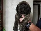 Small Photo #1 Mastiff Puppy For Sale in ROBERTSDALE, AL, USA
