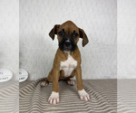 Image preview for Ad Listing. Nickname: Buttercup