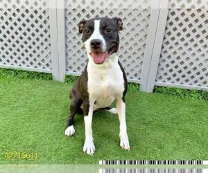 American Pit Bull Terrier Dogs for adoption in West Palm Beach, FL, USA