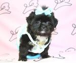 Small Photo #8 Shih Tzu Puppy For Sale in LAS VEGAS, NV, USA