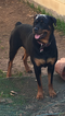 Small Photo #1 Rottweiler Puppy For Sale in IRVING, TX, USA