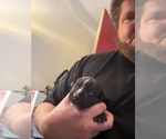 Puppy Puppy 2 American Bully