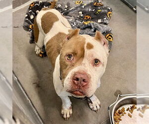 American Bulldog-Unknown Mix Dogs for adoption in Tavares, FL, USA