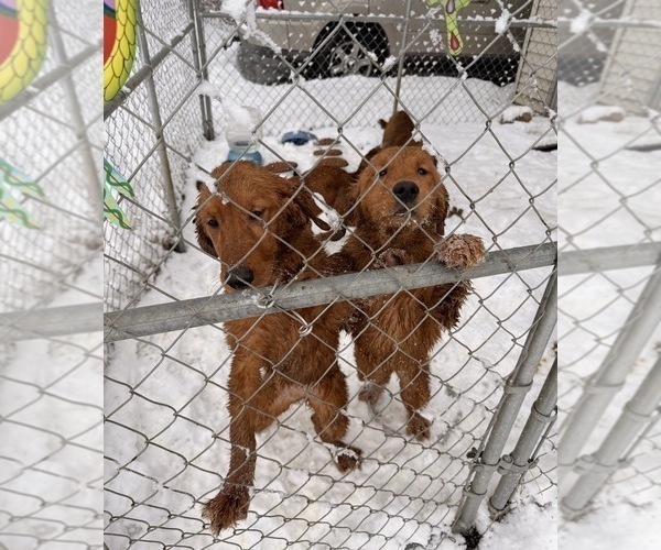 Medium Photo #2 Golden Retriever Puppy For Sale in SOMERSWORTH, NH, USA