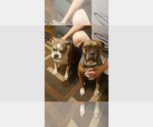 Boxer Dogs for adoption in Austin, TX, USA