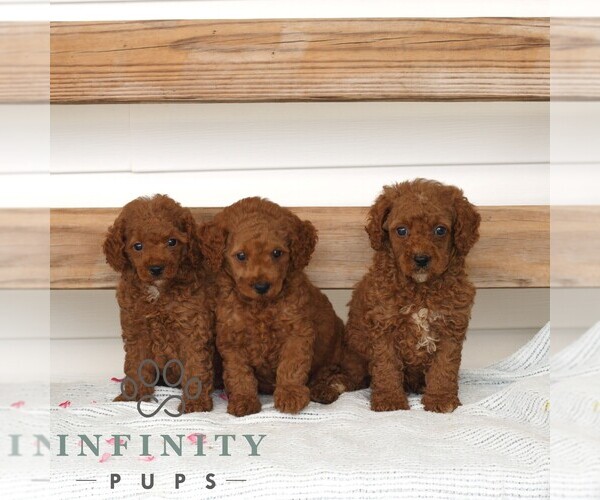 Medium Photo #2 Poodle (Miniature) Puppy For Sale in GAP, PA, USA