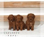 Small #1 Poodle (Miniature)