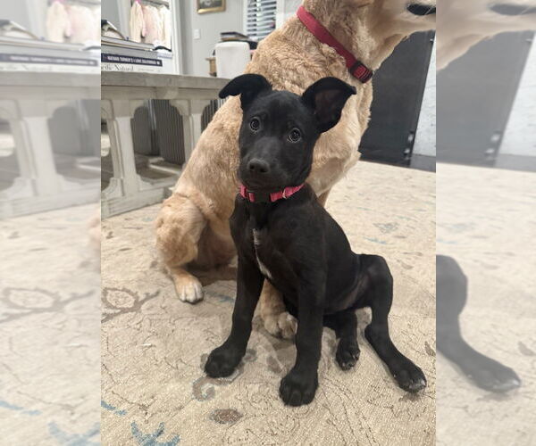 Medium Photo #12 Mutt Puppy For Sale in Dana Point, CA, USA