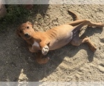 Small #32 Rhodesian Ridgeback