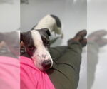 Small #1 American Pit Bull Terrier Mix