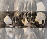 Small Photo #5 French Bulldog Puppy For Sale in CHULA VISTA, CA, USA