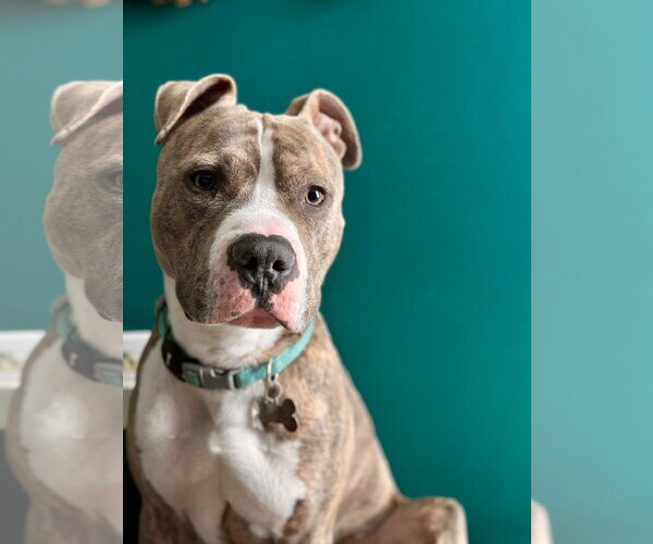 Medium Photo #2 American Pit Bull Terrier Puppy For Sale in Alexandria, VA, USA
