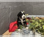 Small Photo #13 Bernedoodle Puppy For Sale in ATHENS, WI, USA