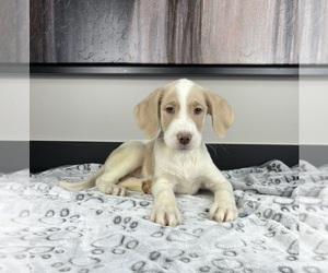 Labradoodle Puppy for sale in FRANKLIN, IN, USA