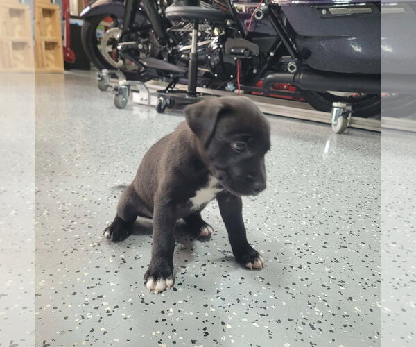 Medium Photo #4 American Staffordshire Terrier-Unknown Mix Puppy For Sale in Holly Springs, NC, USA
