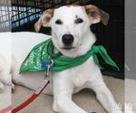 Small Photo #2 Retriever -Unknown Mix Puppy For Sale in Washington, DC, USA